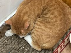 -猫的天空之城概念书店(大学路店)