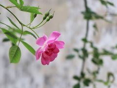 -艺圃