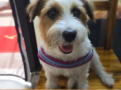 -锦泓老字号猪脏粉(东联大厦店)