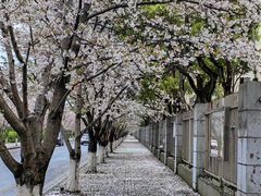 -高东镇樱花园