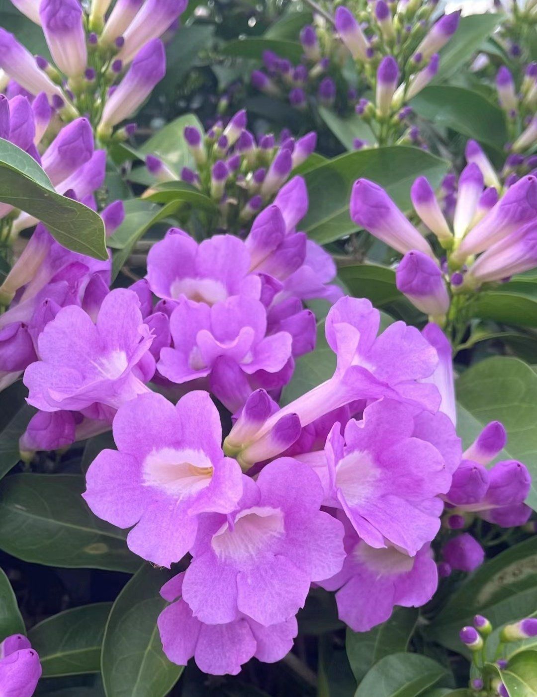 蒜香藤花:独特香气与美丽花朵的完美结合