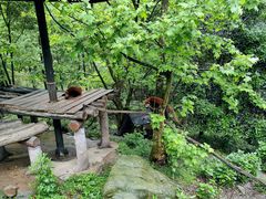-都江堰中华大熊猫苑