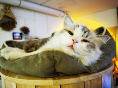 -平行世界·猫咖(首经贸店)