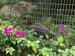 -新加坡飞禽公园