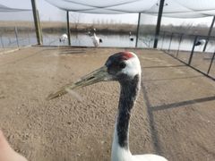 -盐城丹顶鹤湿地生态旅游区