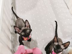 -十年猫舍·猫咪专门店(普陀店)