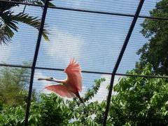 -新加坡飞禽公园