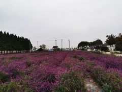 -嘉北郊野公园