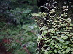 -素山寺森林公园