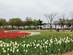 -杭州湾海上花田景区