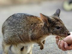 -费瑟代尔野生动物园