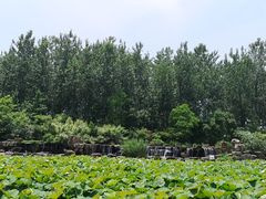 -合肥滨湖国家森林公园