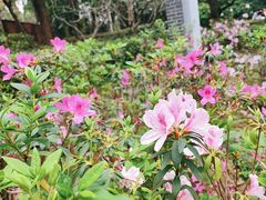 -深圳国际园林花卉博览园