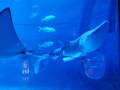 -烟台海昌鲸鲨海洋公园