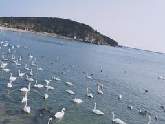 -烟墩角天鹅湖