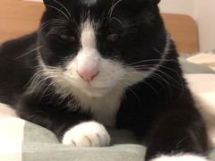 -北京观赏动物医院·24小时大型综合·猫专科·异宠专科