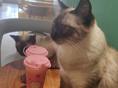 -藏猫猫咖啡主题馆(中央大道店)