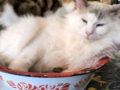 -平行世界·猫咖(首经贸店)