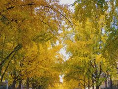 -三里屯东五街银杏大道