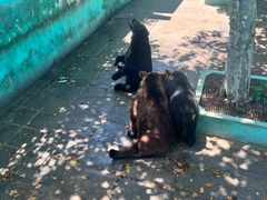 -西霞口神雕山野生动物世界