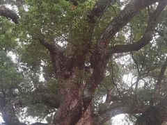 -杨家堂村