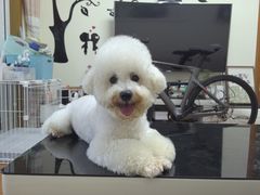 -翊宠yipet猫狗购宠庄园犬舍•猫舍