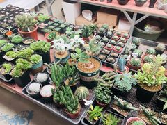 -龙大花卉苗木市场