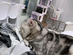 -喵的天空名猫咖啡馆·撸猫·猫舍·用品