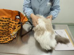 -汪喵宠物医院·骨科心脏影像·犬猫急重症ICU诊疗中心(成华分院)