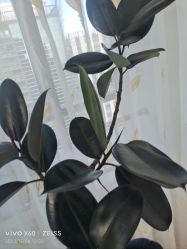 -HEYAN荷妍专业脱毛连锁机构