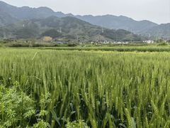 -杨家堂村