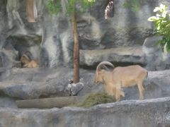 -清迈夜间动物园