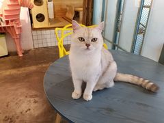 -喵屿·大理花园猫咖