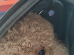 -瑞派福兴宠物医院犬猫全科·骨科·中西医结合(河东店)