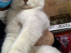 -喵屿·大理花园猫咖