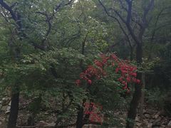 -金龙寺国家森林公园