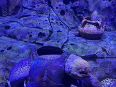 -哈尔滨波塞冬海底世界