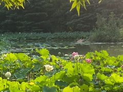 -洛阳市隋唐城遗址植物园