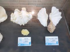 -贝壳梦幻世界