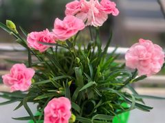 -双季花艺园艺市场(浦东店)