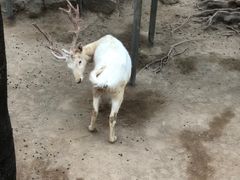 -深圳野生动物园