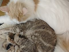 -平行世界·猫咖(首经贸店)