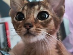 -猫大福·Fortune Cat猫舍(百子湾店)