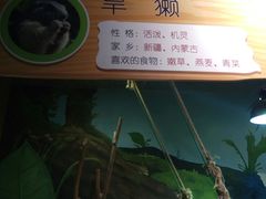 -萌宠奇缘