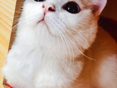 -猫大福·Fortune Cat猫舍(百子湾店)