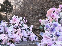-少华山国家森林公园
