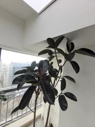 -HEYAN荷妍专业脱毛连锁机构