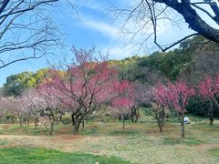 -无锡梅园公园