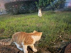 -艾贝尔宠物医院·狂犬免疫点(江山金象城店)