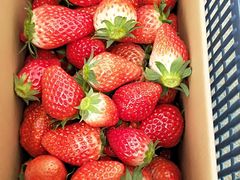 -小鱼草莓采摘园农家乐·小鱼餐厅